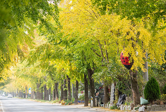 계룡산은행나무길